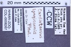 Etiketten zu Cardiotarsus longicornis (Fleutiaux, 1931) (NHMW-ZOO-COL-0008267)